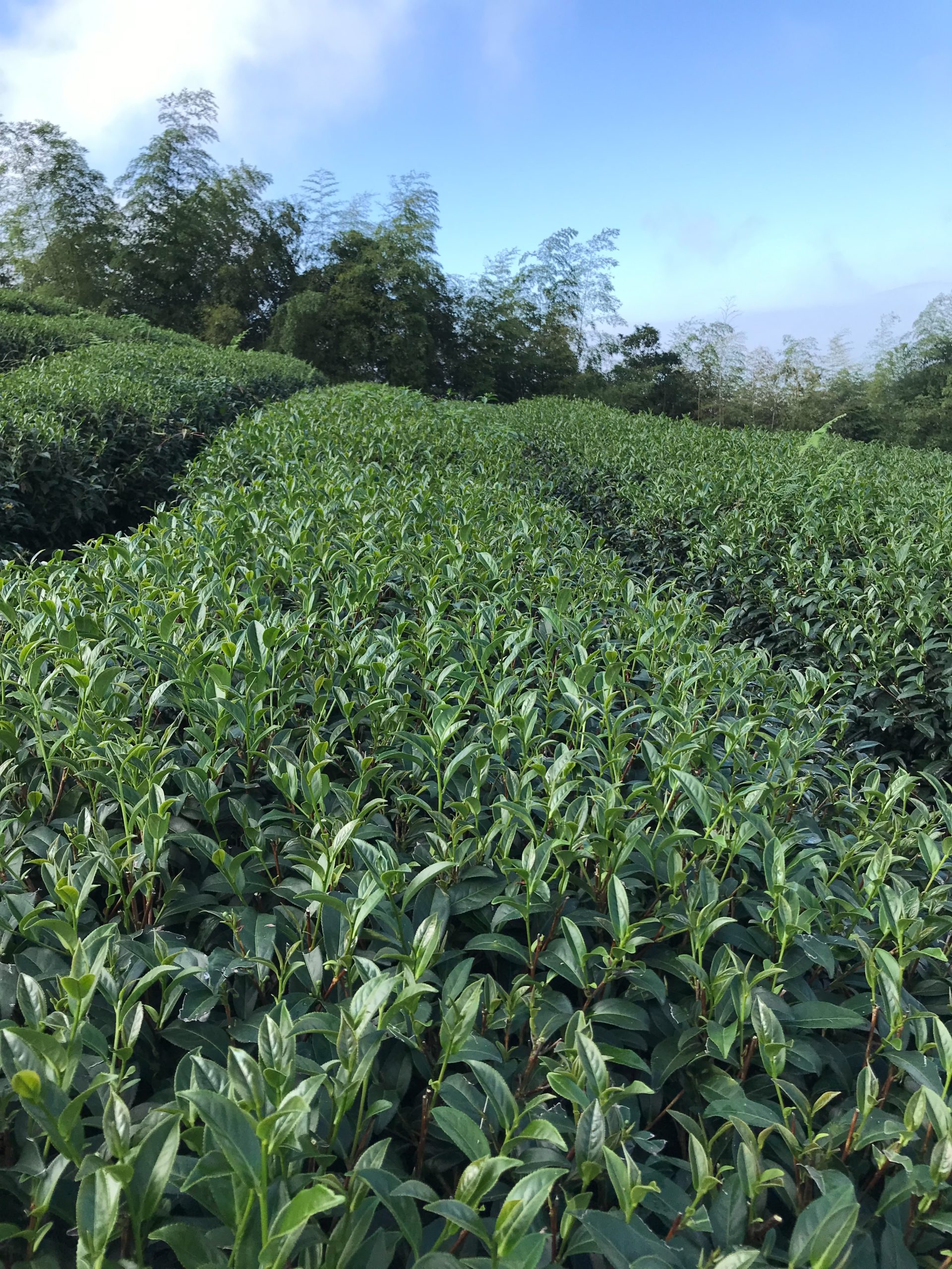 S__17743898 S__17743898